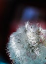 Dandelion seeds blowing away Royalty Free Stock Photo