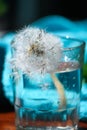 Dandelion seeds blowing away Royalty Free Stock Photo