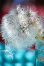 Dandelion seeds blowing away Royalty Free Stock Photo