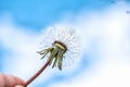 Dandelion with seeds blowing away in the wind across a blue sky Royalty Free Stock Photo