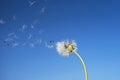 Dandelion with seeds blowing away in the wind across a clear blu Royalty Free Stock Photo