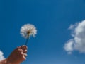 Dandelion with seeds blowing away in the wind across a clear blue sky with copy space Royalty Free Stock Photo