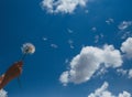 Dandelion with seeds blowing away in the wind across a clear blue sky with copy space Royalty Free Stock Photo