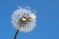 Dandelion with seeds blowing away in the wind across a clear blue sky Royalty Free Stock Photo