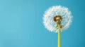 Dandelion with seeds blowing away in the wind across a clear blue sky with copy space. Royalty Free Stock Photo