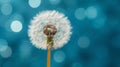 Dandelion with seeds blowing away in the wind across a clear blue sky with copy space. Royalty Free Stock Photo