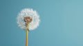 Dandelion with seeds blowing away in the wind across a clear blue sky with copy space. Royalty Free Stock Photo