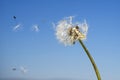 Dandelion with seeds blowing away in the wind Royalty Free Stock Photo