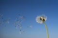 Dandelion with seeds blowing away in the wind Royalty Free Stock Photo