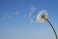 Dandelion with seeds blowing away in the wind Royalty Free Stock Photo