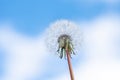 Dandelion with seeds blowing away in the wind across a clear blue sky Royalty Free Stock Photo