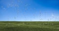 Dandelion with seeds blowing away in the wind across a clear sky