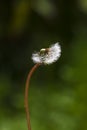 Dandelion seeds blowing away with the wind in a natural blooming meadow Royalty Free Stock Photo