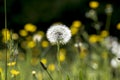 Dandelion seeds blowing away with the wind in a natural blooming meadow Royalty Free Stock Photo