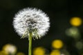 Dandelion seeds blowing away with the wind in a natural blooming meadow Royalty Free Stock Photo