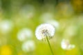 Dandelion seeds blowing away with the wind in a natural blooming meadow Royalty Free Stock Photo