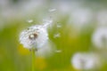 Dandelion seeds blowing away with the wind in a natural blooming meadow Royalty Free Stock Photo