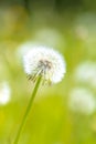 Dandelion seeds blowing away with the wind in a natural blooming meadow Royalty Free Stock Photo