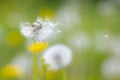 Dandelion seeds blowing away with the wind in a natural blooming meadow Royalty Free Stock Photo