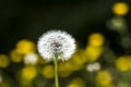 Dandelion seeds blowing away with the wind in a natural blooming meadow Royalty Free Stock Photo