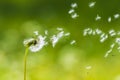 Dandelion seeds blowing away with the wind in a natural blooming meadow Royalty Free Stock Photo