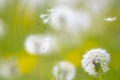 Dandelion seeds blowing away with the wind in a natural blooming meadow Royalty Free Stock Photo