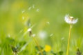 Dandelion seeds blowing away with the wind in a natural blooming meadow Royalty Free Stock Photo