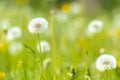 Dandelion seeds blowing away with the wind in a natural blooming meadow Royalty Free Stock Photo