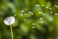 Dandelion seeds blowing away with the wind in a natural blooming meadow Royalty Free Stock Photo