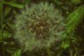 Dandelion with seeds blowing away in the wind Royalty Free Stock Photo