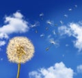 Dandelion seeds blowing in the wind Royalty Free Stock Photo