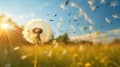 Dandelion Seeds Blowing in the Wind: A Summer Field of Change, a Conceptual Image of Growth, Movement, and Direction