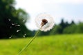 dandelion seeds blown off stem, taken mid-flight