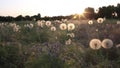 Dandelion seeds blown in the wind. Green Grass in Spring Park. Dolly Slider Shot