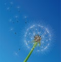 vector dandelion seeds blown in the wind