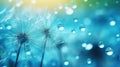 Dandelion seeds in blue and turquoise water droplets, background in green colors Royalty Free Stock Photo