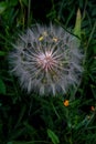 Dandelion seeds on a blurry green background Royalty Free Stock Photo