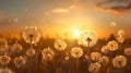Dandelion Seeds Carried Away by a Gentle Summer Breeze Across a Lush Field in Golden Afternoon Sun. Generative Ai