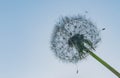 Dandelion seeds close up blowing in blue turquoise