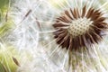 Dandelion seeds close up Royalty Free Stock Photo