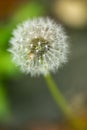 Dandelion seeds close up on natural blurred background. White fluffy dandelions, natural green blurred spring background. Royalty Free Stock Photo