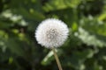 Dandelion seeds Royalty Free Stock Photo