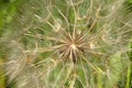 Dandelion seeds closeup Royalty Free Stock Photo