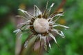 Dandelion Seeds Covered in Rain Drops Royalty Free Stock Photo