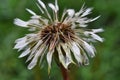 Dandelion Seeds Covered in Rain Drops Royalty Free Stock Photo