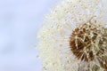 Dandelion seeds covered water drops Royalty Free Stock Photo