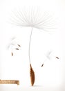 Dandelion seeds, 3d vector icon Royalty Free Stock Photo