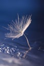 Dandelion seeds on dark background Royalty Free Stock Photo