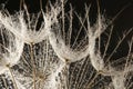 Dandelion seeds with dew drops Royalty Free Stock Photo