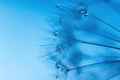 Dandelion seeds with dew drops are a perfect decoration for a stylish interior Royalty Free Stock Photo